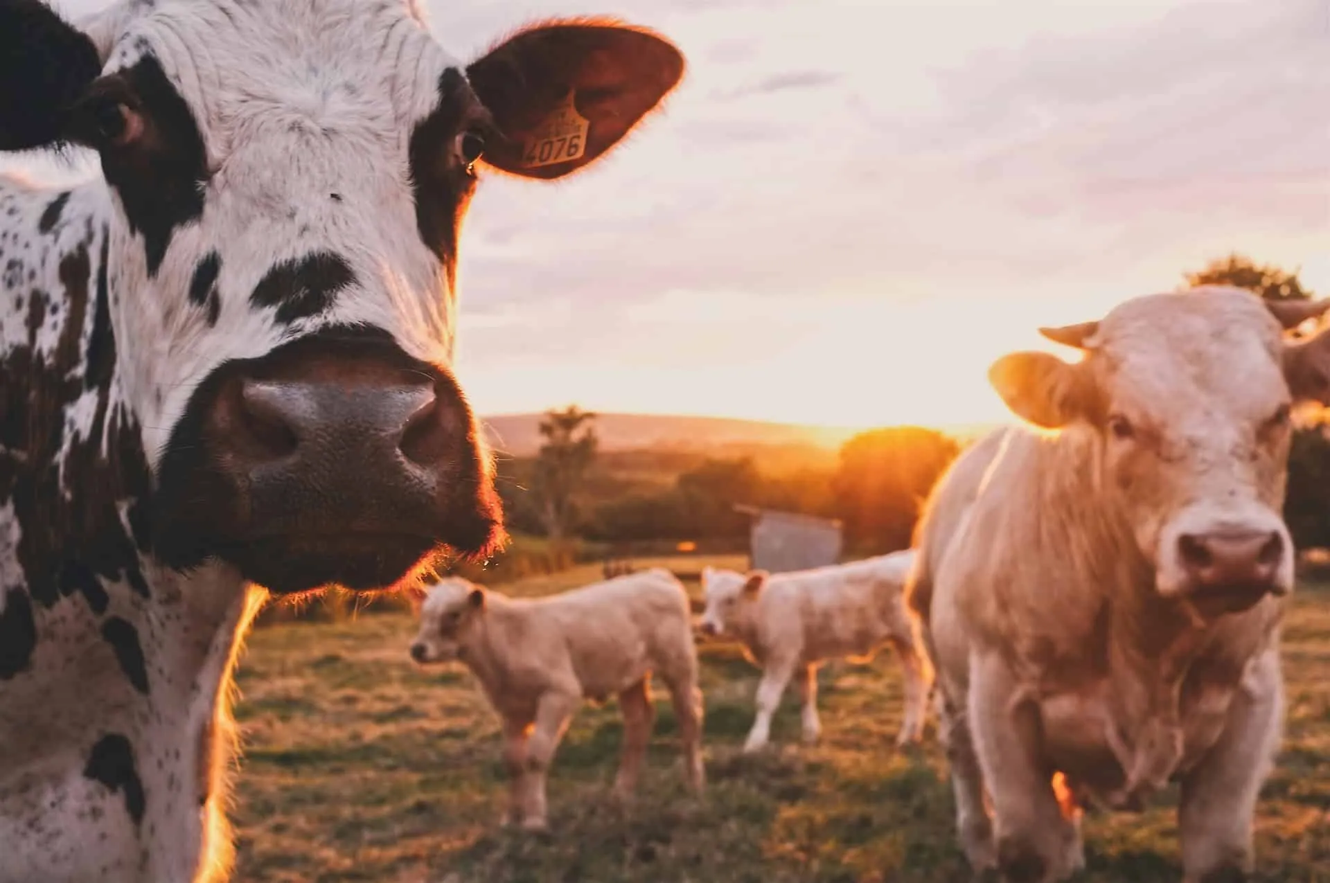 Crafting Excellence – The Co-operative Wholesale Society's Dairy Equipment Works and SIF's Contribution